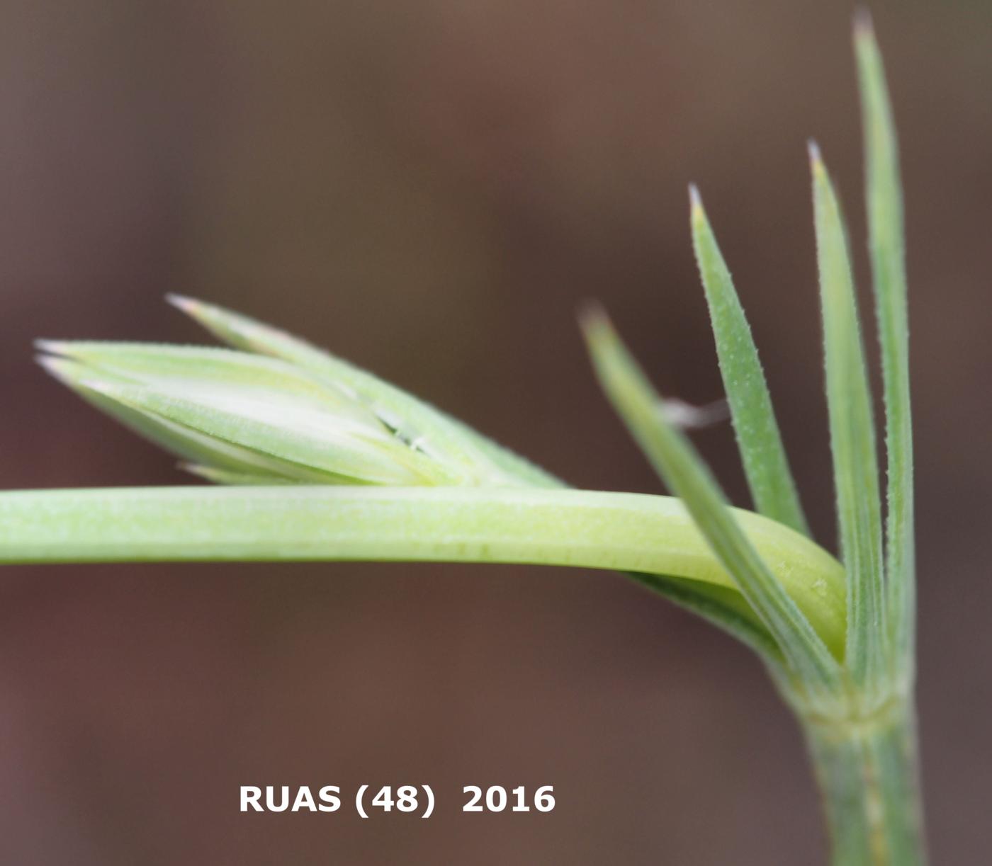 Crucianella, (Narrow-leaved) leaf